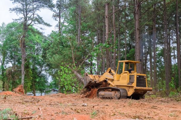 Cost of Trees Clearing in Arroyo Grande