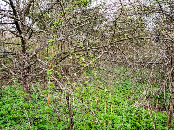 Cost of Underbrush Clearing in Arroyo Grande
